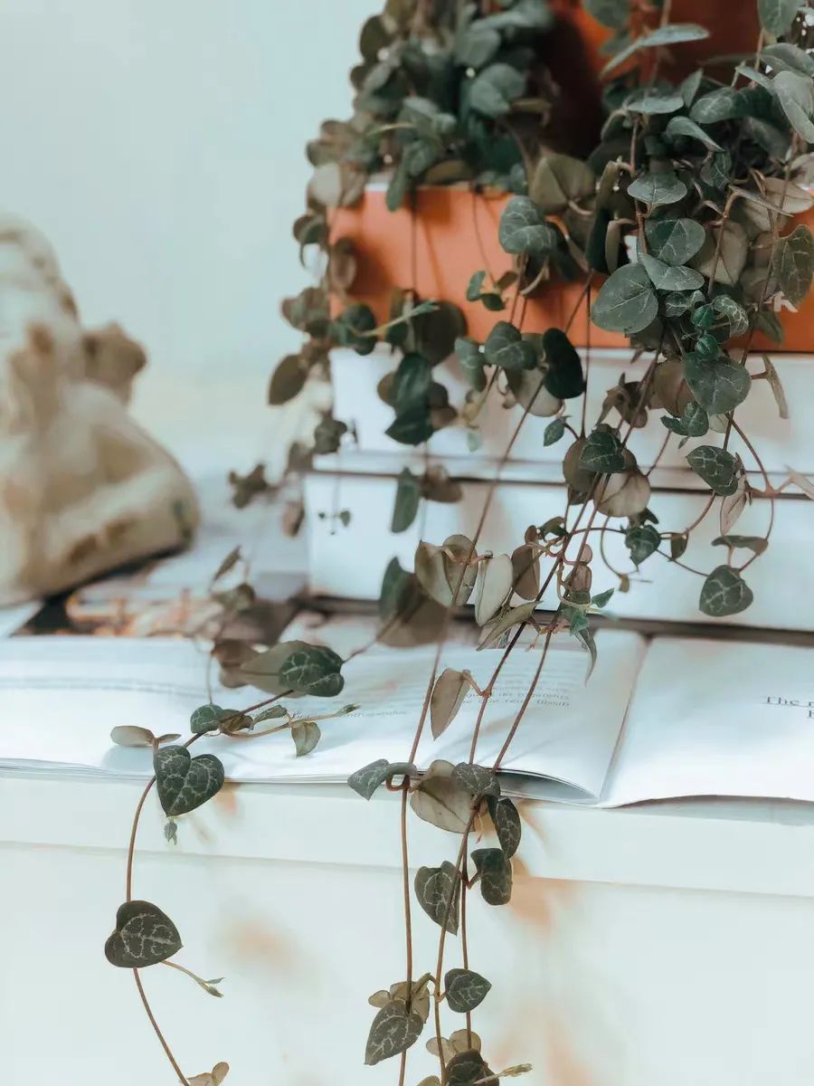 家里养盆爱之蔓，满盆都是小爱心，唯美又浪漫，好看又好养