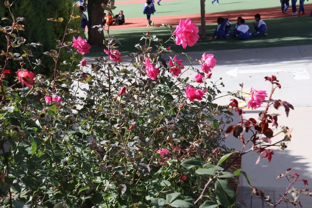 美丽校园我的家完整版,美丽校园我的家