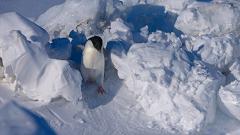 大过年的,被这些小萌萌给笑掉了头