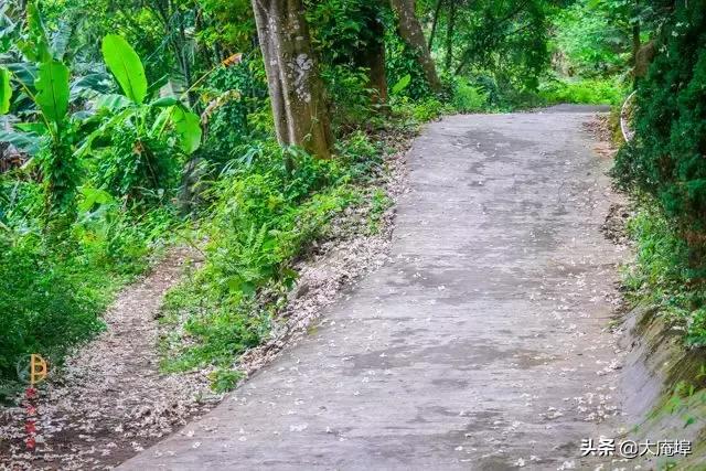 潮汕赏花一日游最佳去处,潮汕五一小众旅游推荐