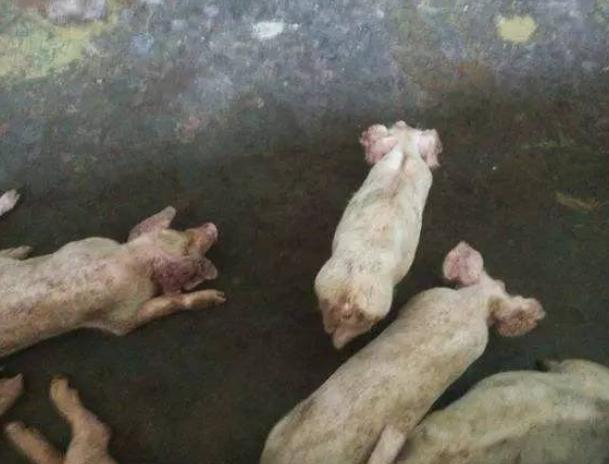 猪呕吐打什么针?猪呕吐是什么原因?这四种情况要重视起来