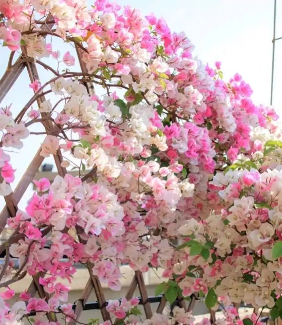 2021年大火的10个三角梅品种,图名并茂欢迎认领,看有无你喜欢的