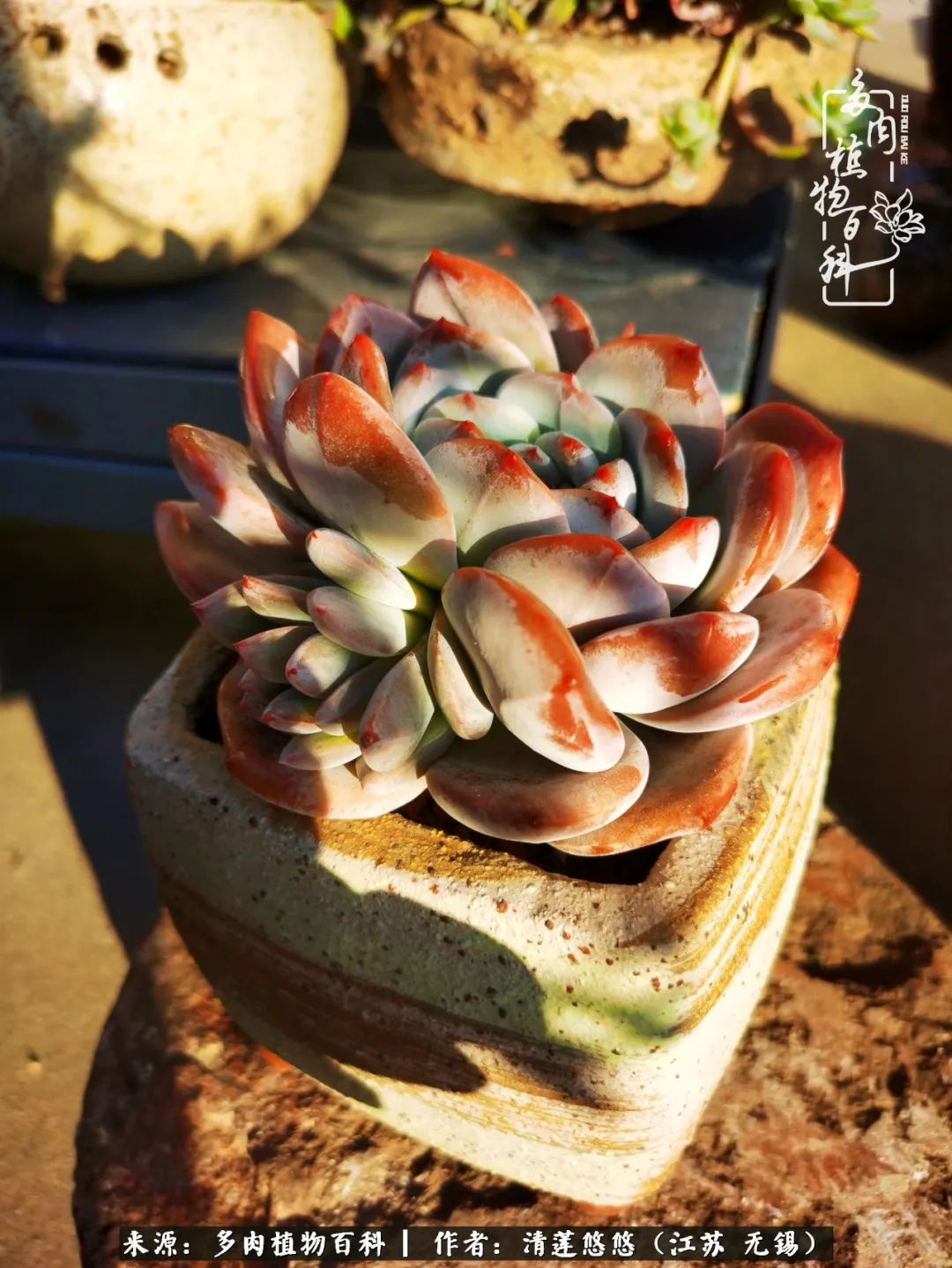 可爱多肉的露脸照,多肉大合照视频