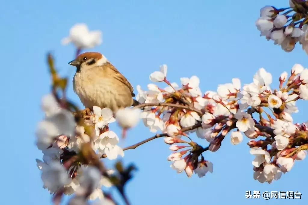 胶东地区春天的小鸟,胶东春天的雪