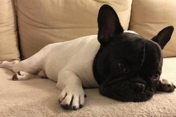 狗狗爱放屁是什么原因呢,狗狗放屁自己知道吗