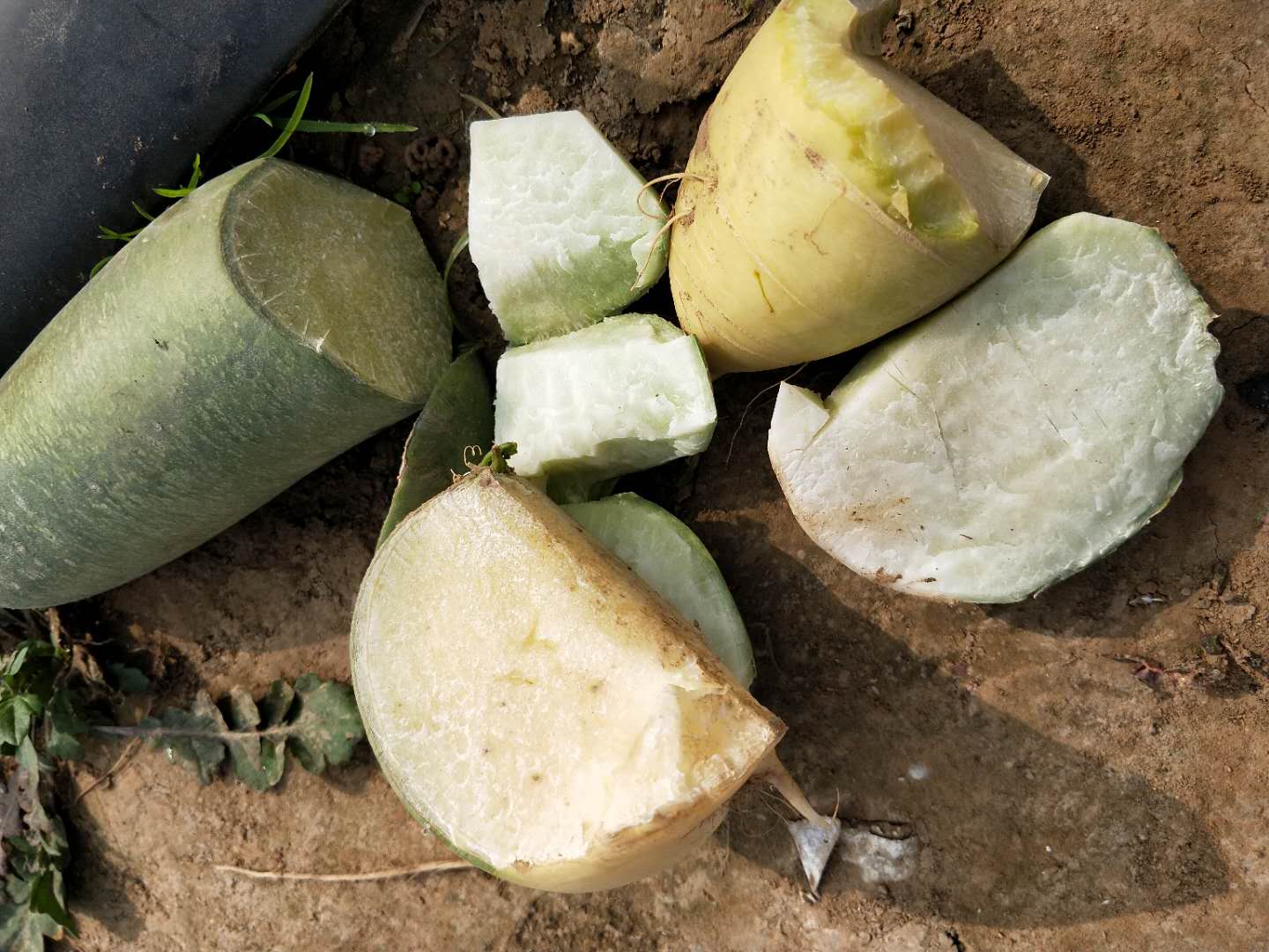 种的萝卜怎样管理结得又大又好,种的萝卜怎么管理