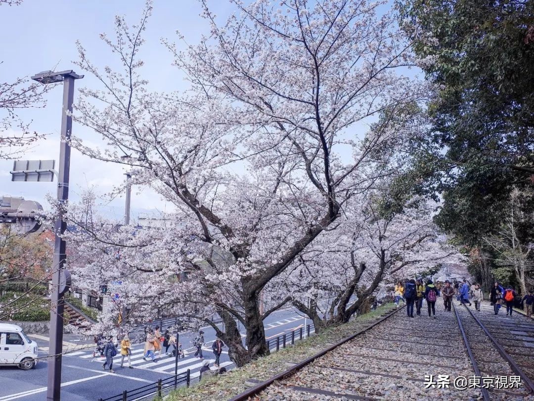 我在京都，攒下一整个春日的绝美樱色送给你。