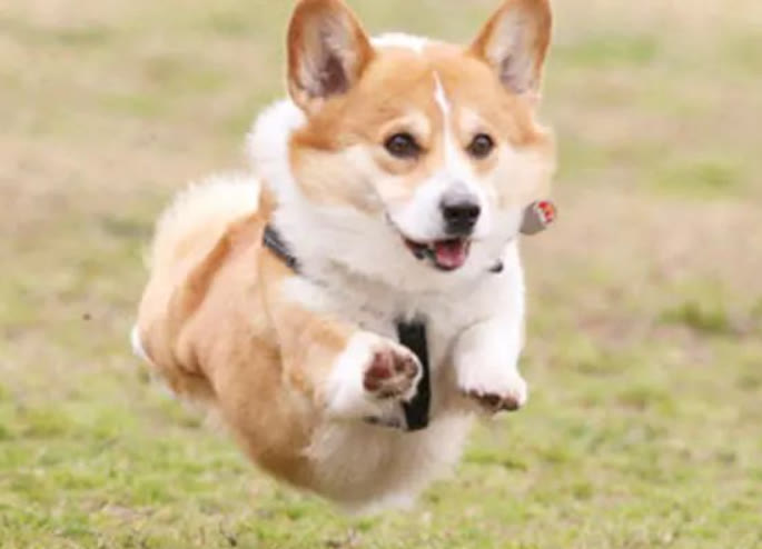 柯基犬与泰迪犬的优缺点,柯基犬的优点缺点有哪些