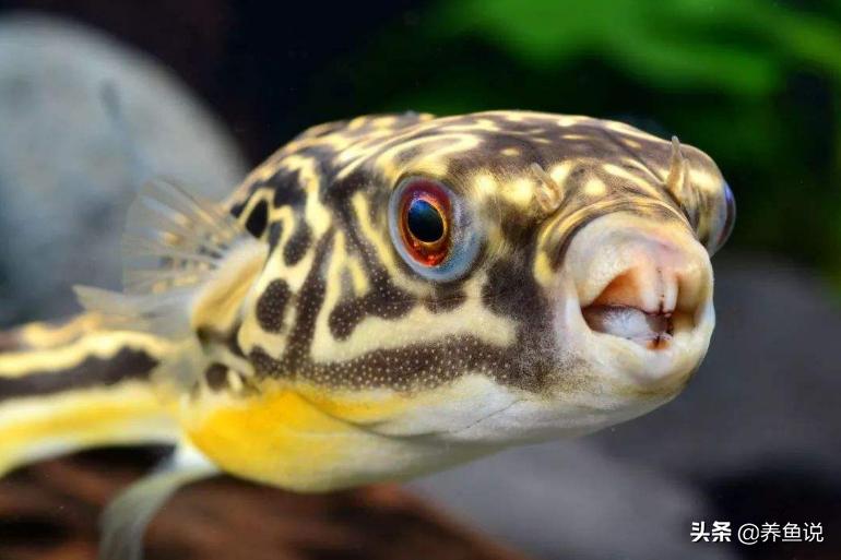 观赏鱼喂什么可增强体质,观赏鱼如何增强体质