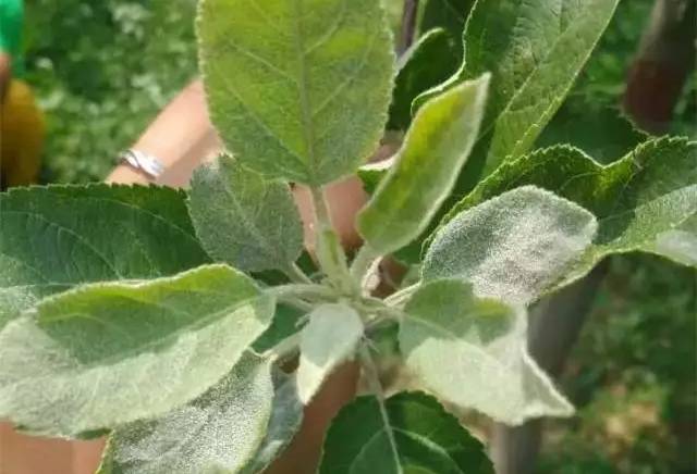 稻粒黑粉病防治药剂,治粉虱最好最快的方法