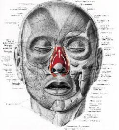 facs的全称是什么,facs面部编码系统