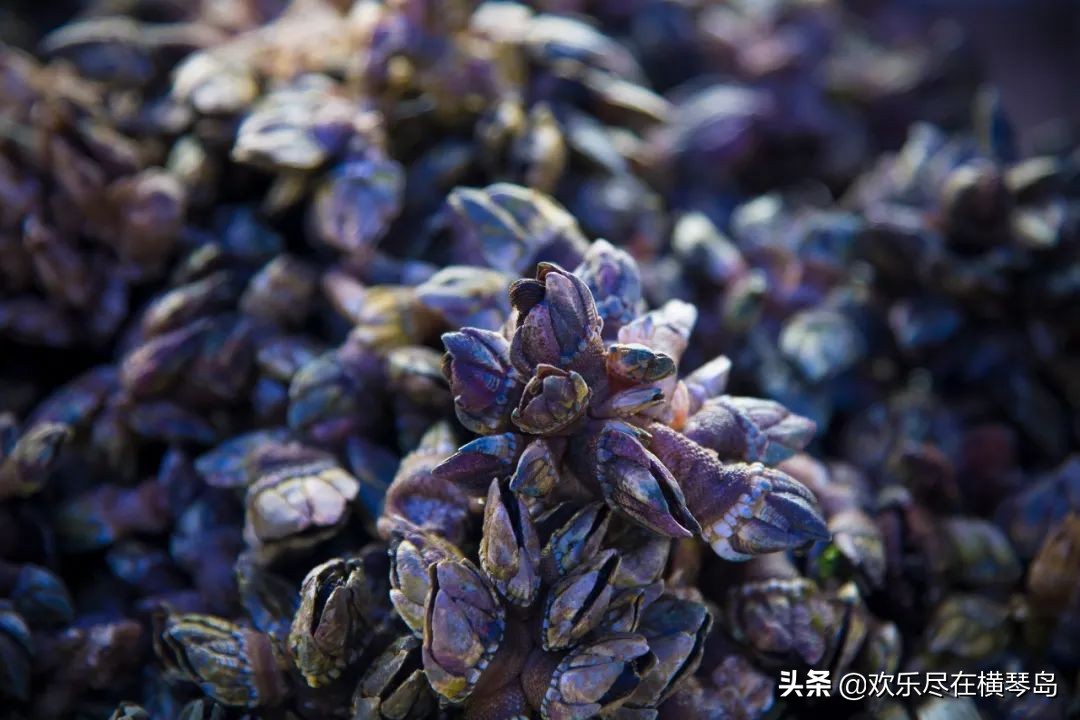 外伶仃岛旅游攻略能否开车,外伶仃岛旅游攻略日出