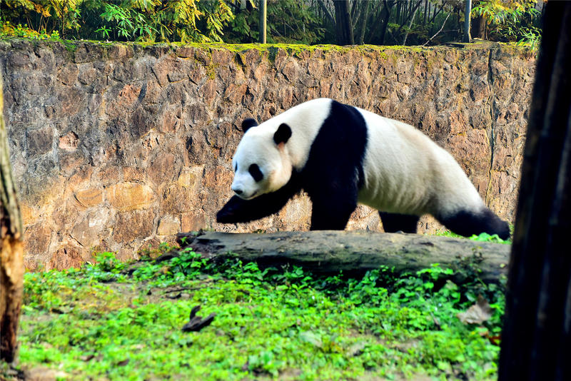 置身于童话中的九寨沟,畅游人间仙境黄龙九寨沟七日游