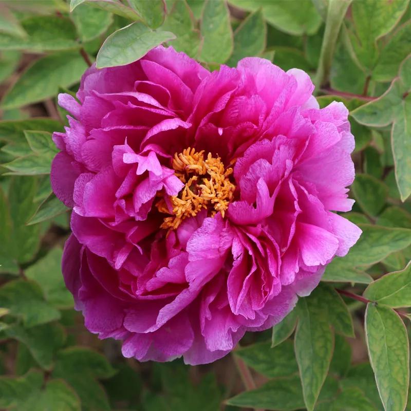 国色天香牡丹花雍容华贵,花中之王国色天香牡丹花