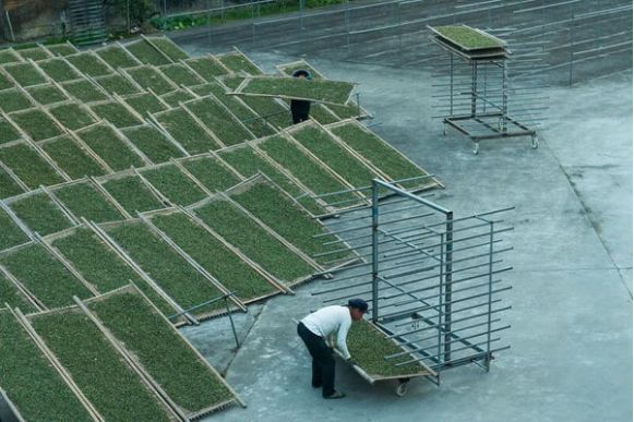 建阳白茶哪个品种最有名,建阳白茶简介资料