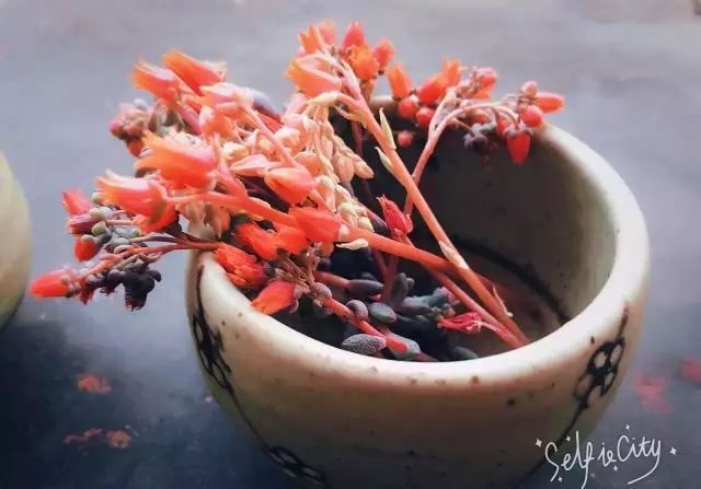 多肉花剑是个宝,多肉花剑可以干什么