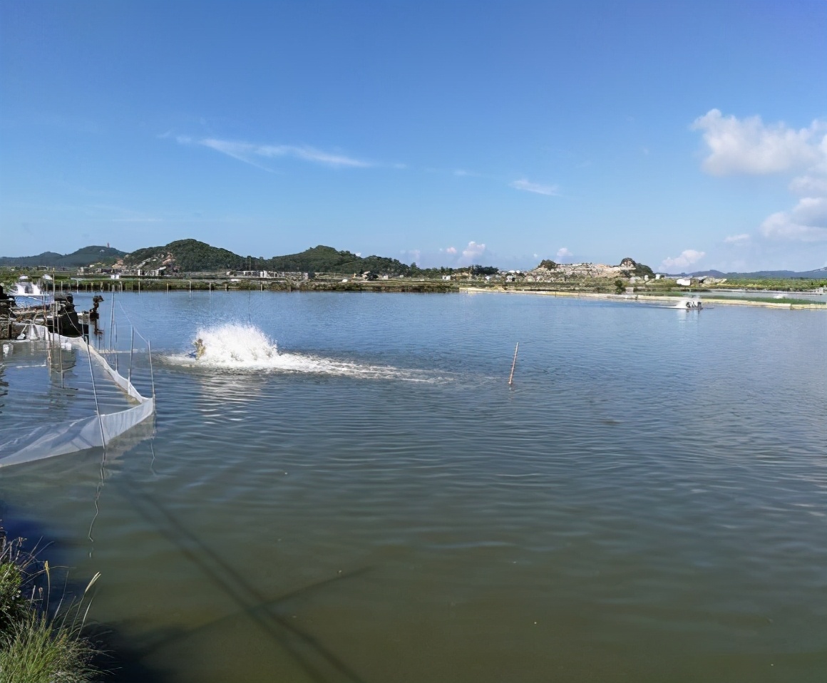 淡水养殖的条件,农村池塘淡水养殖什么赚钱
