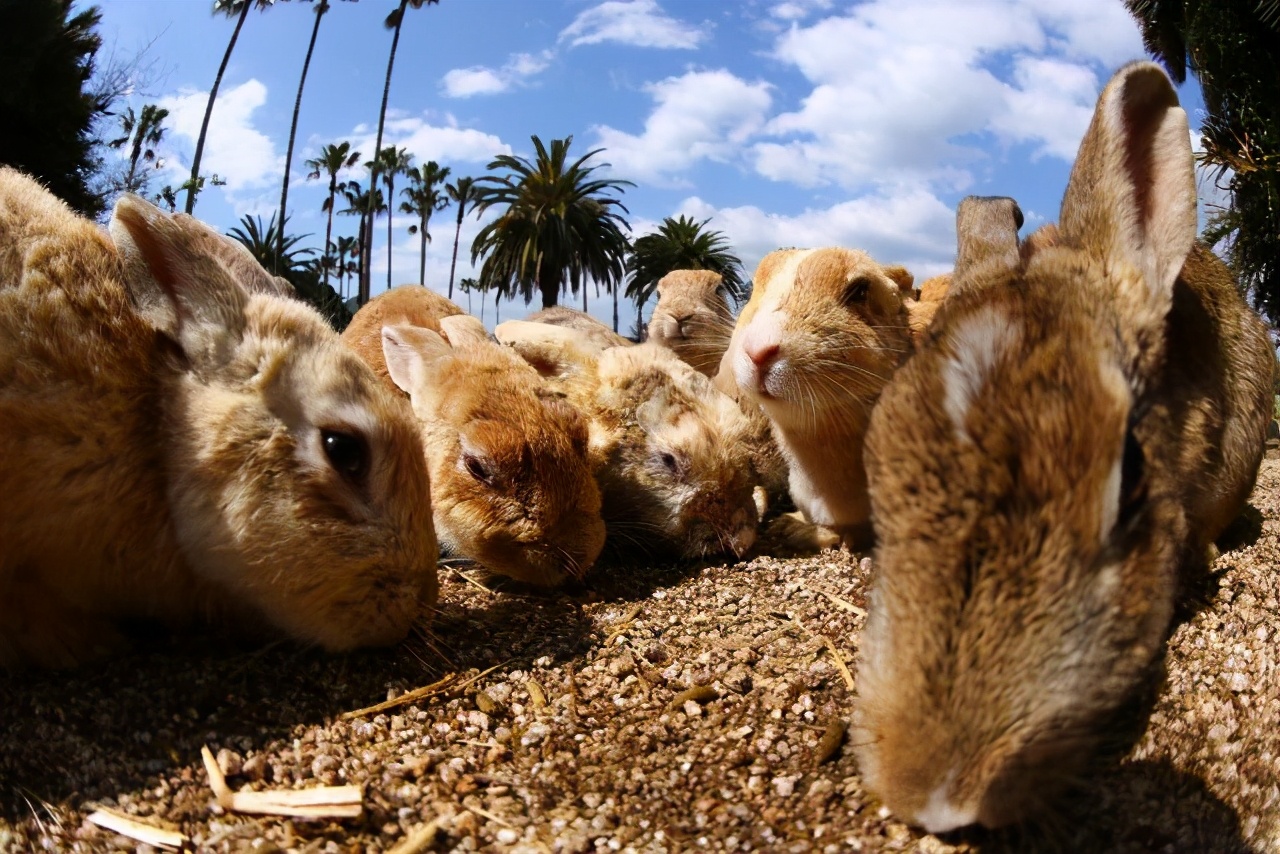 流氓兔有几季,流氓兔的繁衍方法