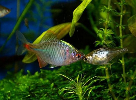 小河里常见这种漂亮小鱼,小河里有哪些常见的鱼儿