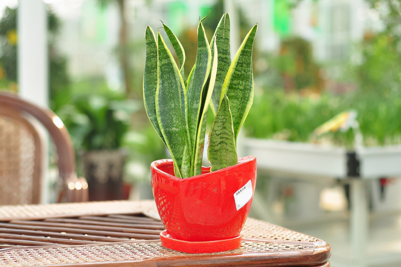 最适合懒人养的几种盆栽植物,十种最适合懒人盆栽植物