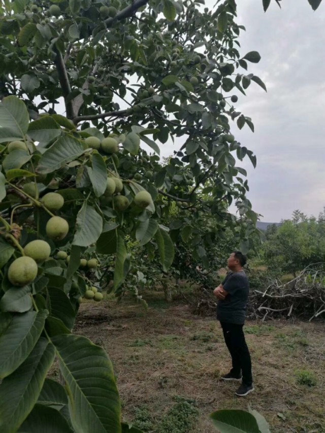 核桃树不结果是咋回事,核桃树不结果啥原因