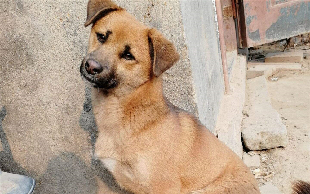 宠物安乐死让医生崩溃,宠物安乐死后主人责怪自己