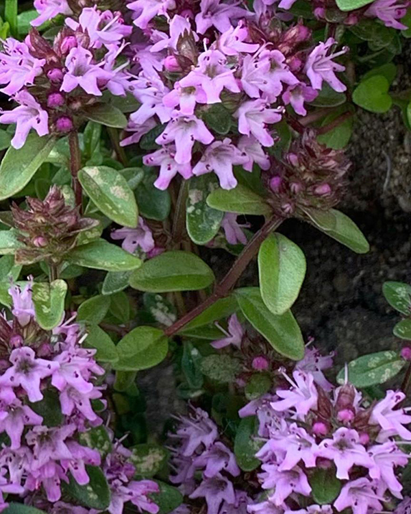 七里香、九里香、百里香人人喜欢种，你知道它们的区别吗？