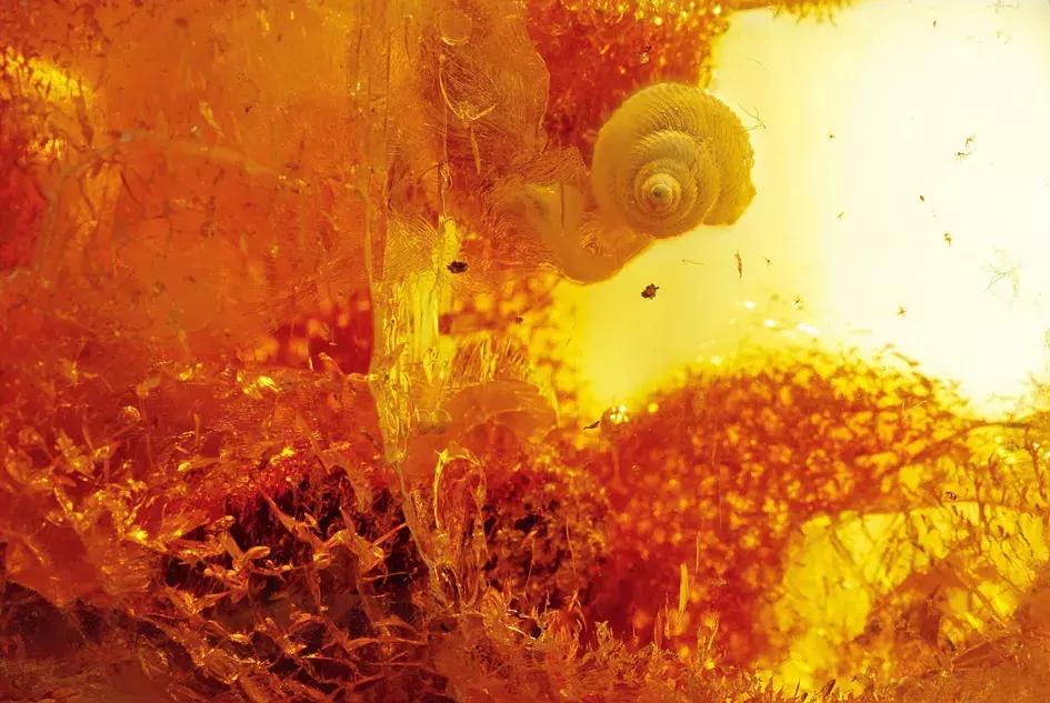 波罗的海琥珀磨砂,波罗的海琥珀血珀