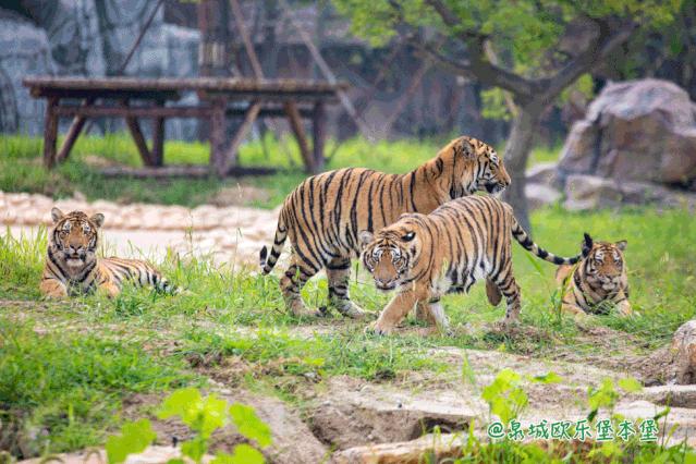 泉城欧乐堡动物王国二日游,十一假期泉城欧乐堡动物王国
