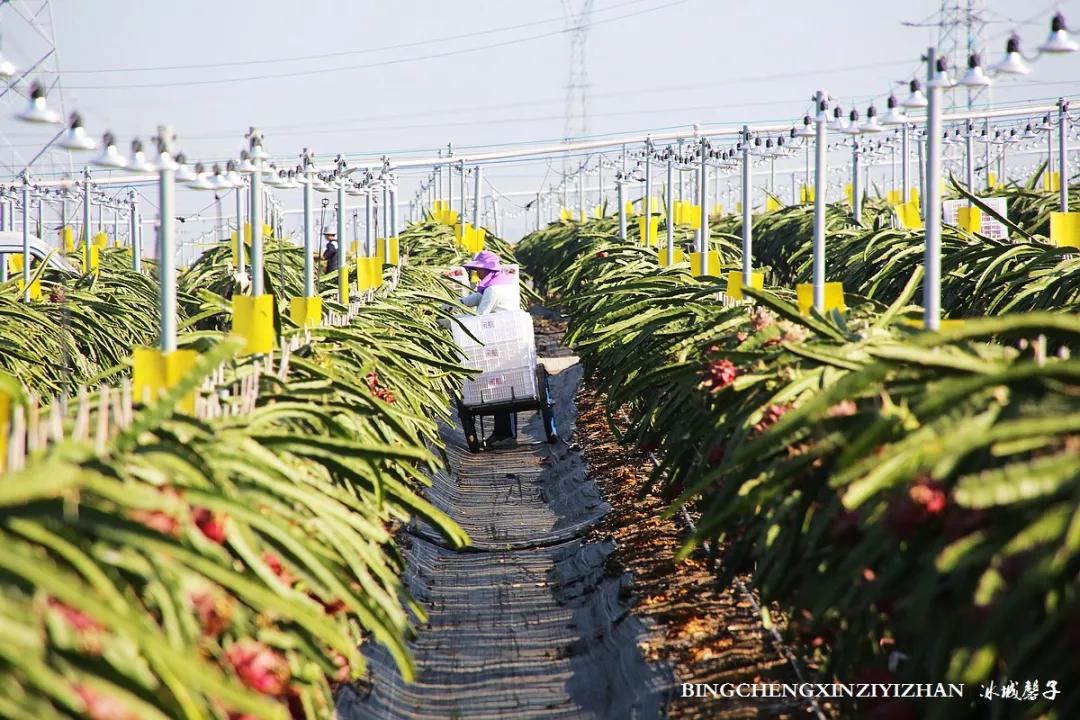 附近的火龙果采摘园海南,海南火龙果采摘