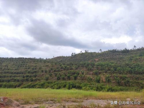 产地万里行梅州站——助推梅州蜜柚产业升级