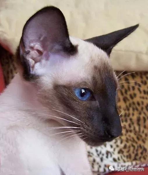 东方的“月亮钻石”-暹罗猫