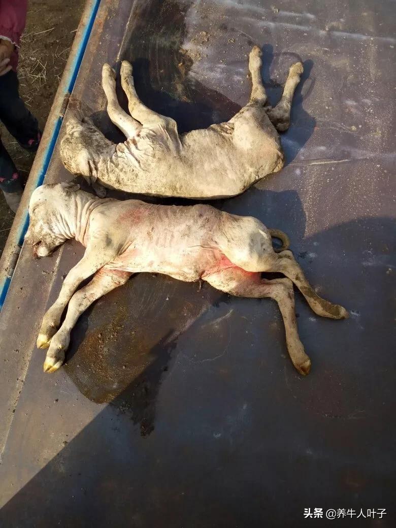 母牛出现流产征兆最佳治疗方法,母牛陆续流产怎么回事