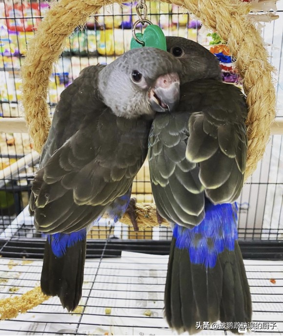 国外宠物店下，看看还有哪些鹦鹉品种，每一只都是价值不菲