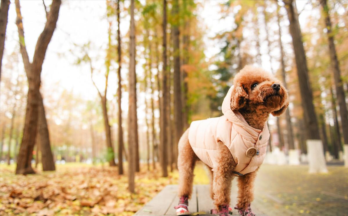 黑泰迪的饲养方式图片高清,泰迪饲养全攻略以及注意事项