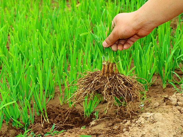 韭菜割了不长了,韭菜割也割不完