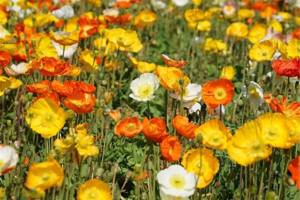 瞧!这花花世界谁不爱