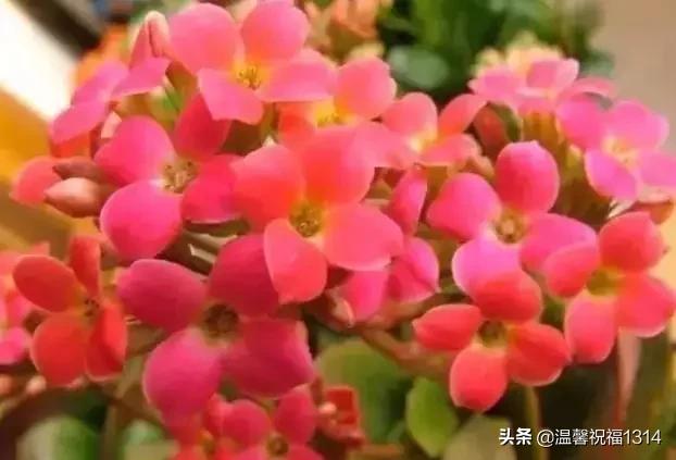 长寿花母亲节,母亲节长寿花视频