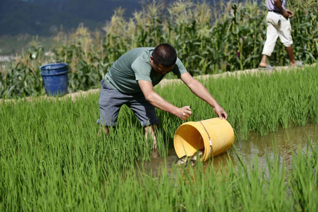 鱼稻共生养殖技术全部,稻鱼养殖的问题有哪些