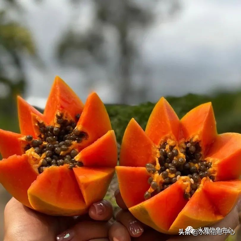 水果天堂：海南水果品种及上市时间表