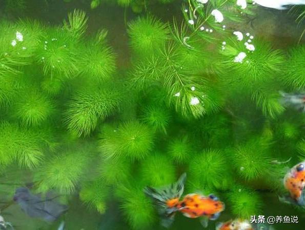 什么水草适合在鱼缸长期养,鱼缸直接放水草泥不养水草行吗