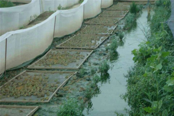 青蛙养殖不冬眠技术原理,养殖的青蛙抓不干净怎么办