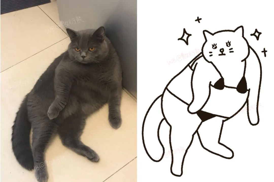 猫是只好猫，但被网友这么一弄…哈哈哈哈哈没脸见人了