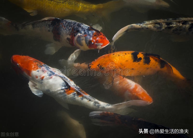 锦鲤的尾鳍上有血丝怎么回事,锦鲤尾巴血丝鱼鳍发白