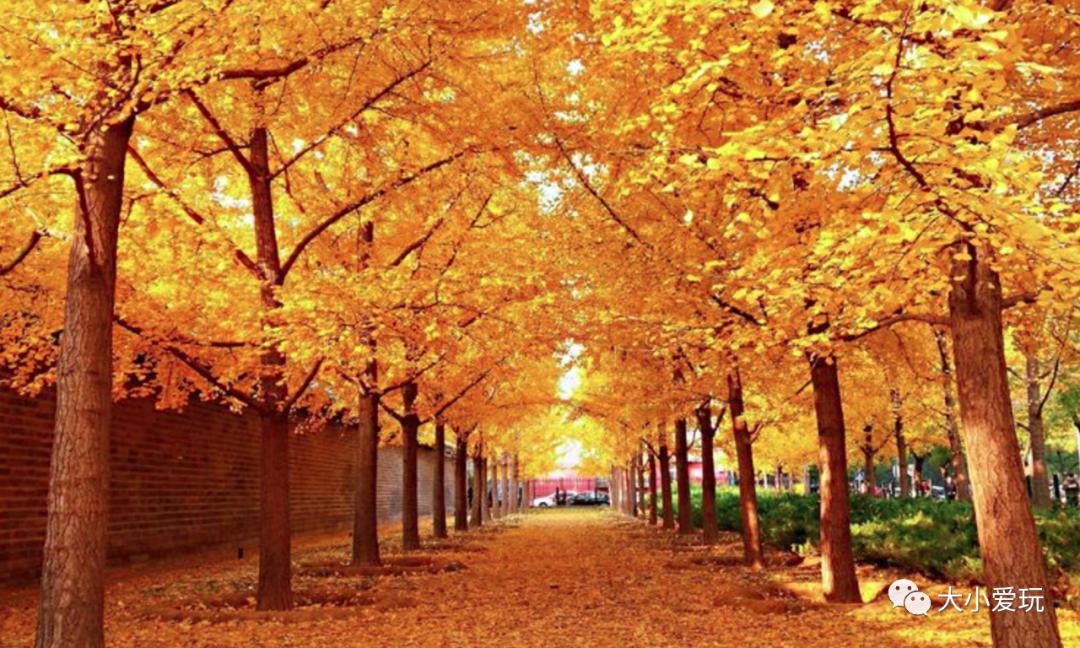 北京红螺寺银杏最佳观赏时间,北京赏银杏景区有哪些