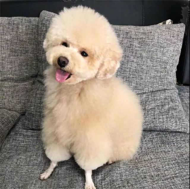 泰迪犬好养吗会不会咬人,泰迪犬好