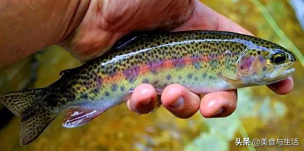 日料三文鱼是虹鳟鱼吗,国内日料店的三文鱼是虹鳟吗