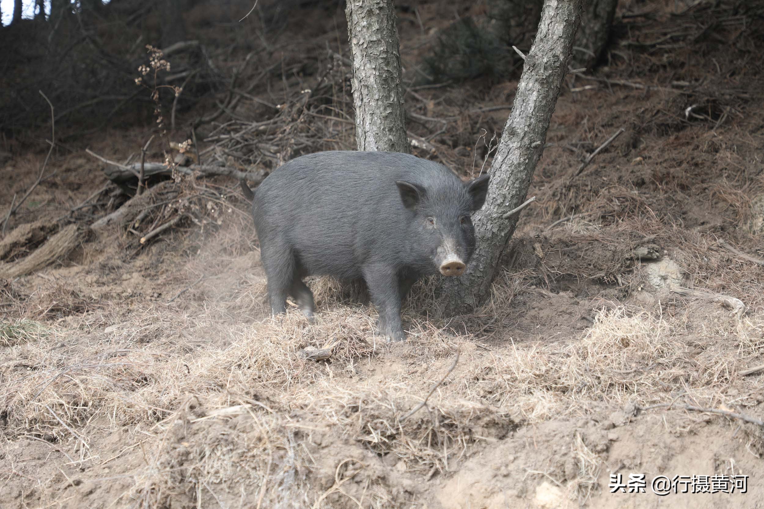 90后夫妻山中搞养殖飞鸡,6旬夫妻深山养牛