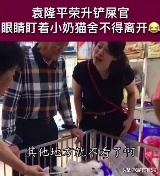 南宋哪位诗人爱养猫曾为猫写诗,南宋哪位诗人养猫还为猫写诗