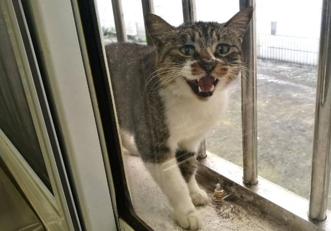 猫咪特别喜欢趴在窗户旁边,为什么猫咪喜欢趴在窗户上